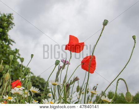 Papaver Flower