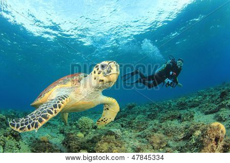 Hawksbill Sea Turtle and Scuba diver