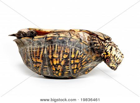 Box Turtle Upside Down