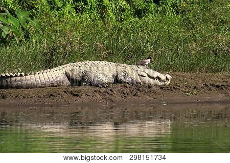 Mugger Or Marsh Crocodile Sun Bathing Next To The Water At Chitwan National Park In Nepal