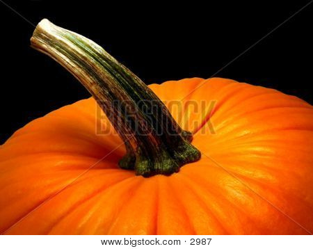 Pumpkin Stem