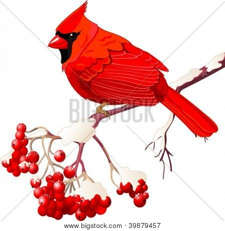 Red Cardinal bird sitting on mountain ash branch