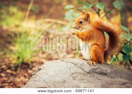 Squirrel Red Fur With Nuts And Summer Forest On Background Wild Nature Animal Thematic (sciurus Vulg