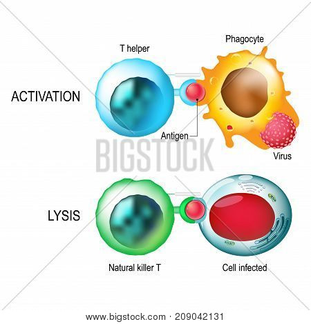 T-cell. Activation and lysis of the leukocytes. T-cell encounters its cognate antigen on the surface of an infected cell. T cells direct and regulate immune responses and attack infected or cancerous cells.