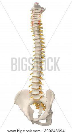 Skeletal Human Spine And Vertebral Column Or Intervertebral Discs. Human Spine Anatomy. Detailed Spi