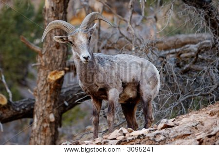 Male Mountain Goat In The Wild