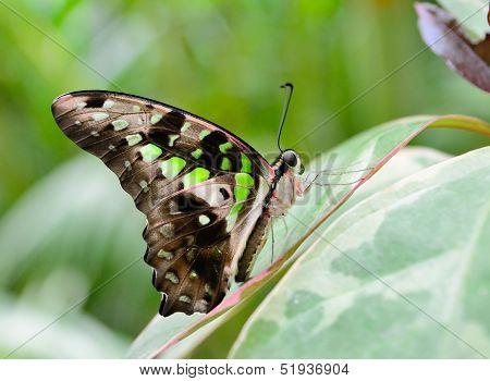 Tailed Jay Butterfly