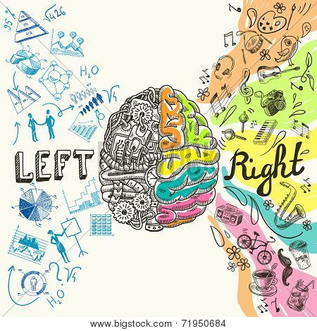 Brain hemispheres sketch