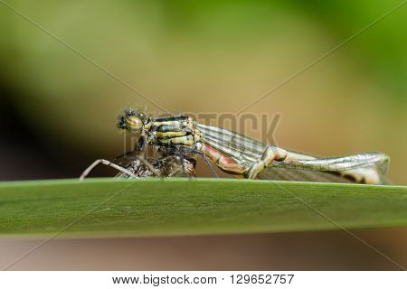 Deformed large red damselfly (Pyrrhosoma nymphula) with exuvium. A freshly emerged immature adult damselfly in the family Coenagrionidae on larval case with malformed abdomen