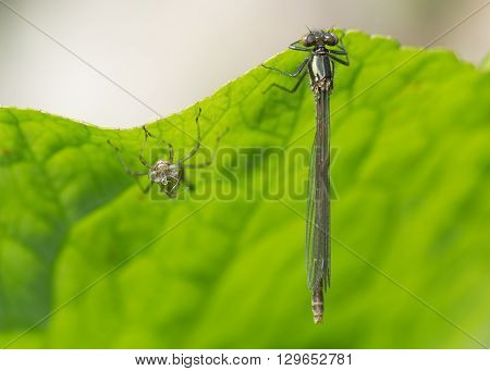 Freshly emerged large red damselfly (Pyrrhosoma nymphula) with exuvium. A freshly emerged immature adult damselfly in the family Coenagrionidae with larval case