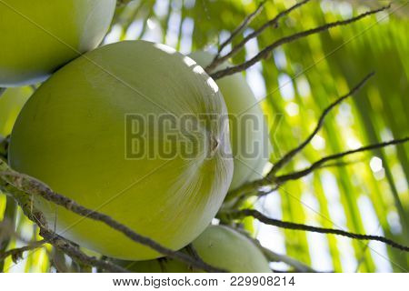 Green Coconut Growing On Palm Tree. Coconut In Sunlight. Coco Nut Palm Tree. Green Nut On Tree Close