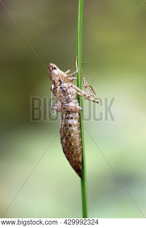 Dragonfly Last Larval Skin, Exuvia, Side View Close Up Attached To A Plant Stem With A Blurred Backg