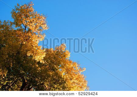 Golden Tree