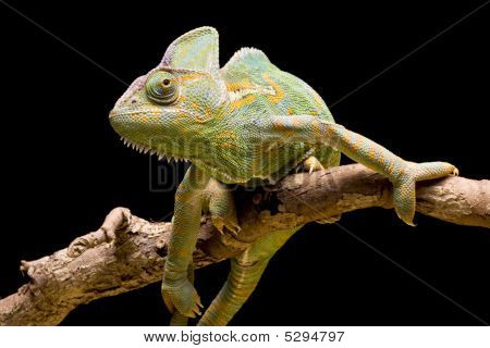 Yemen/veiled Chameleon