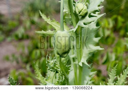 Opium Poppy (papaver Somniferum) Is A Plant From The Family Of The Poppy Family (papaveraceae), Whic