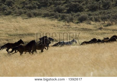 Wild Horses Running In Tall Grass