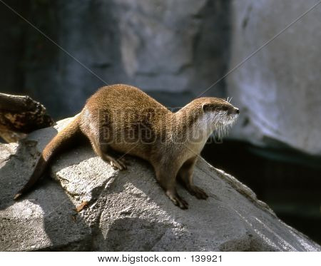 Sea Otter