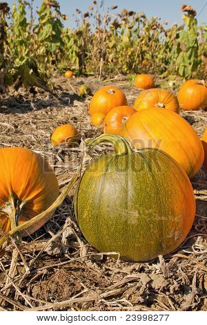 Pumpkin Patch