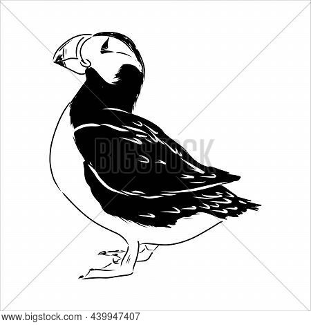 Atlantic Puffin Or Common Puffin Illustration, Drawing, Engraving, Ink, Line Art, Vector