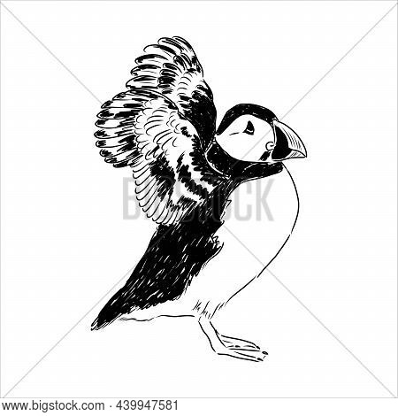 Atlantic Puffin Or Common Puffin Illustration, Drawing, Engraving, Ink, Line Art, Vector