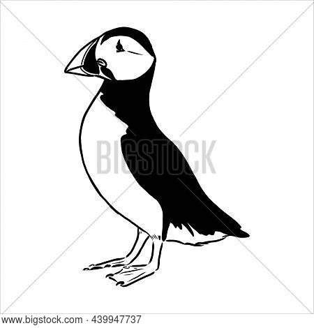 Atlantic Puffin Or Common Puffin Illustration, Drawing, Engraving, Ink, Line Art, Vector