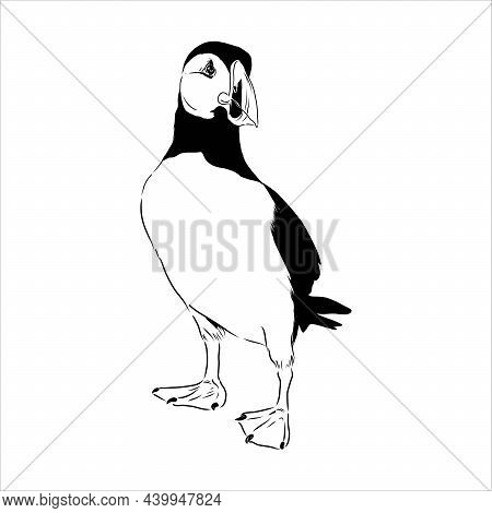 Atlantic Puffin Or Common Puffin Illustration, Drawing, Engraving, Ink, Line Art, Vector