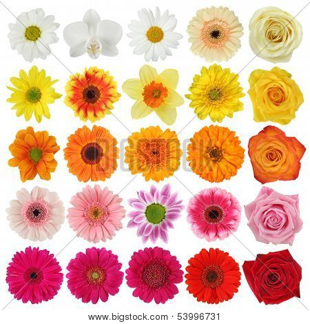 Flower collection isolated on white background