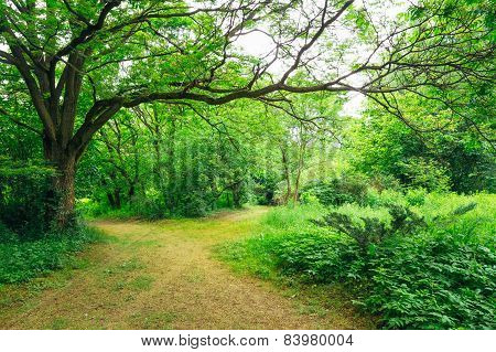 Beautiful Alley In Park. Garden Landscaping Design