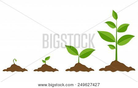 Phases Plant Growing. Planting Tree Infographic. Evolution Concept. Sprout, Plant, Tree Growing Agri