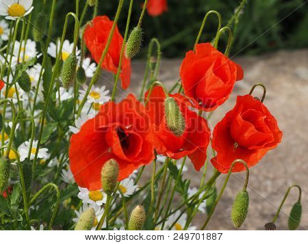 Red Papaver Flower