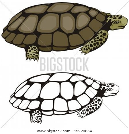 Vector illustration of a turtle.