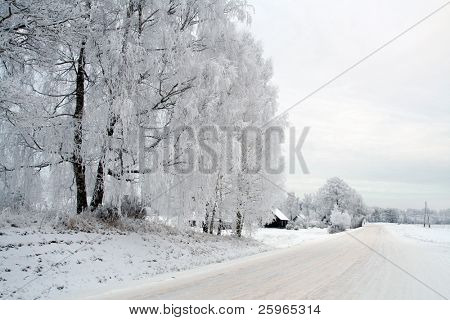 White winter scene whith road and frosty birch