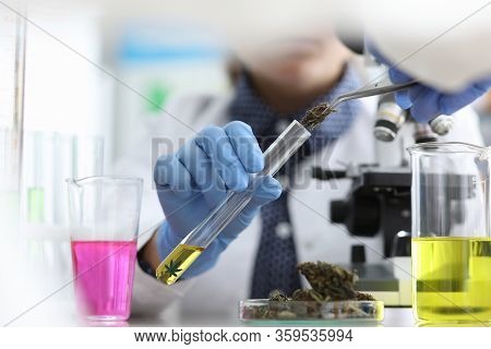 Chemist In Laboratory Examines Marijuana Extract. Creation Drugs Based On Marijuana. Scientific Rese