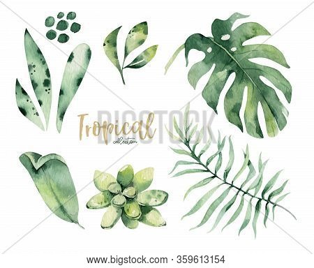 Hand Drawn Watercolor Tropical Flower And Leaves. Exotic Palm Leaves, Jungle Tree, Brazil Tropic Bot