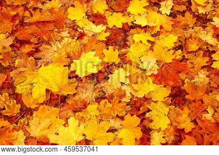 Natural Abstract Autumn Leaves On Ground. Orange Red Autumn Fall Leaves Background Park Abstract Fol