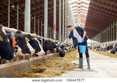 agriculture industry, farming, people and animal husbandry concept - young man or farmer with bucket of hay feeding cows in cowshed on dairy farm