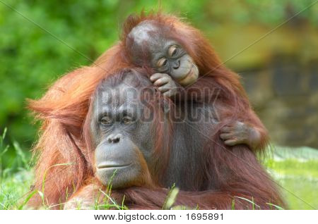 Orangutan matka s dítětem