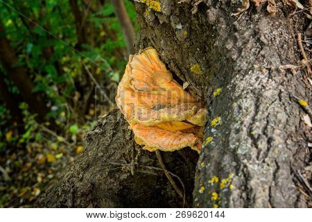 Edible And Delicious Mushroom To Taste Like Chicken.