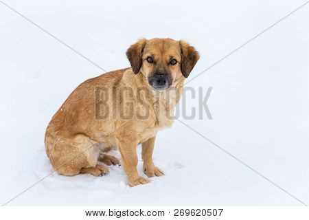 Young Red Dog Is Standing On The White Snow.