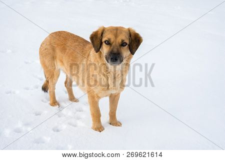 Young Red Dog Is Standing On The White Snow.