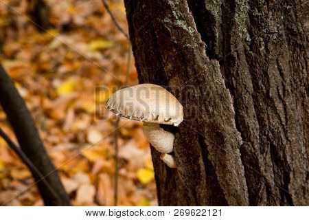 Beautiful, White, Inedible Fungus On The Tree Trunk. A Poisonous Mushroom Grows From The Bark Of A T