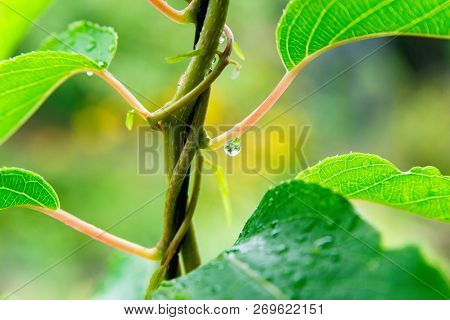 A Drop Of Rain On A Leaf Of A Flower In The Garden.