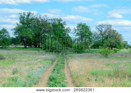 Dirt Road Going Through The Field Into The Forest. Nature Park-reserve.