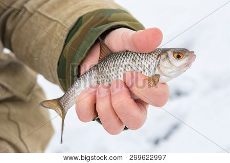 Fish Roach In The Hand Of A Fisherman. Fish Caught On Winter Fishing.