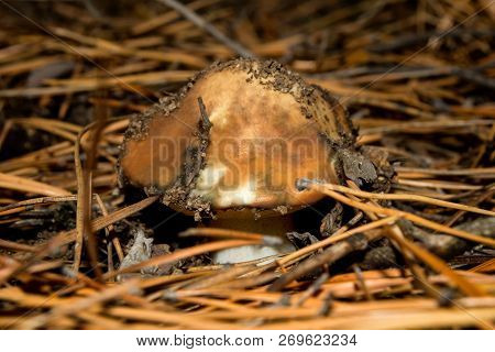 Young Fresh Edible Mushroom In A Pine Forest.