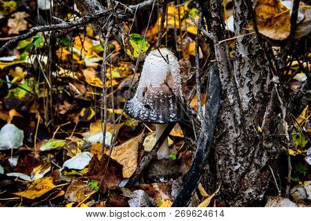 Beautiful Conditionally Edible Mushroom In A Deciduous Forest.