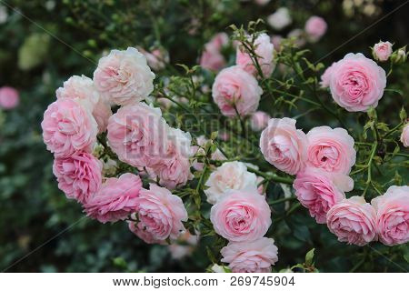 Many small pale pink roses in the garden. Beautiful pale pink rose on the sunset. Roses after rain. Caring for garden roses. Beautiful rose bush for calendar