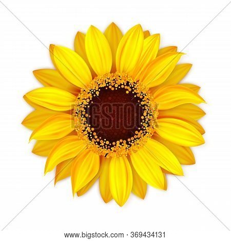 Sunflower Blooming Botanical Nature Flower Vector. Blossom Sunflower With Seeds And Petals, Seasonal