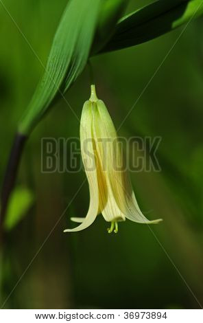 Bellwort 或野生燕麦花