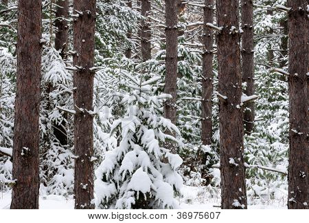 雪-拉登常青的树木